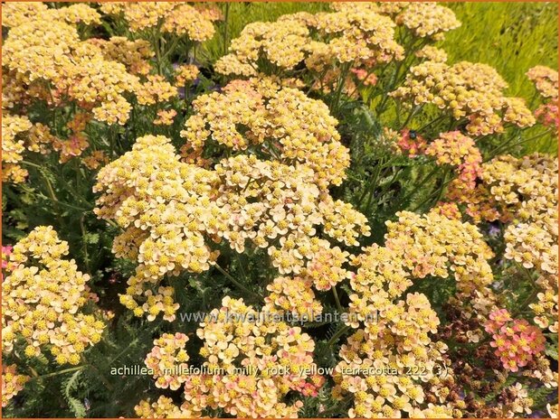 Achillea millefolium 'Milly Rock Yellow Terracotta' | Duizendblad | Gewöhnliche Schafgarbe | California yarrow