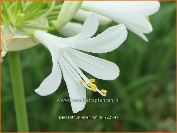 Agapanthus 'Ever White' | Afrikaanse lelie, Kaapse lelie, Liefdesbloem | Schmucklilie | African Lily