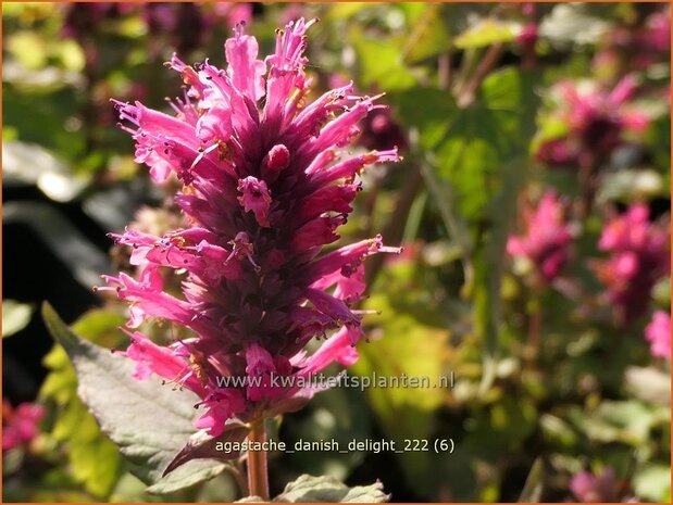 Agastache 'Danish Delight' | Dropplant, Anijsnetel | Duftnessel | Giant Hyssop