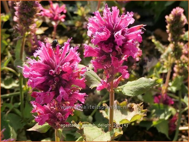 Agastache 'Danish Delight' | Dropplant, Anijsnetel | Duftnessel | Giant Hyssop