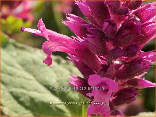 Agastache 'Danish Delight' | Dropplant, Anijsnetel | Duftnessel | Giant Hyssop