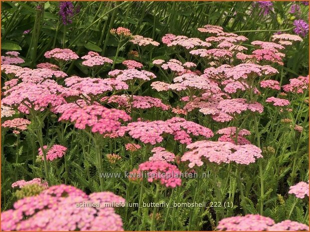 Achillea millefolium 'Butterfly Bombshell' | Duizendblad | Gewöhnliche Schafgarbe | California yarrow