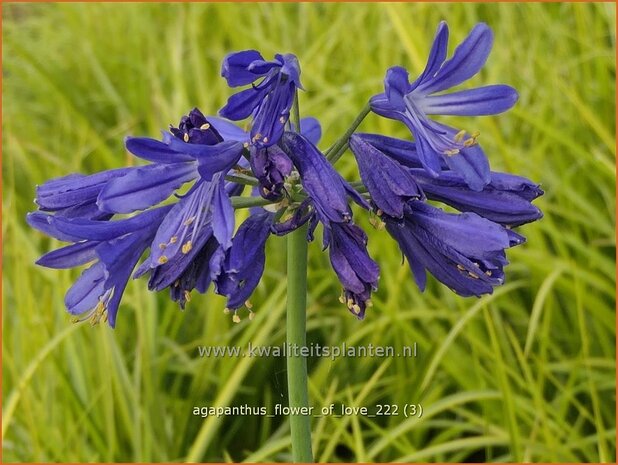 Agapanthus 'Flower of Love' | Afrikaanse lelie, Kaapse lelie, Liefdesbloem | Schmucklilie | African Lily