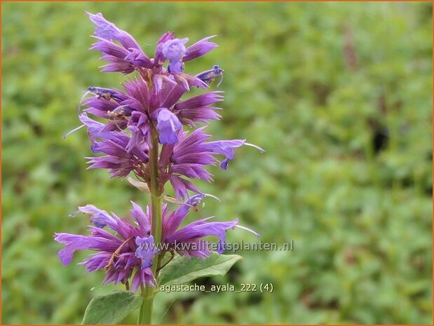 Agastache 'Ayala' | Dropplant, Anijsnetel | Duftnessel | Giant Hyssop