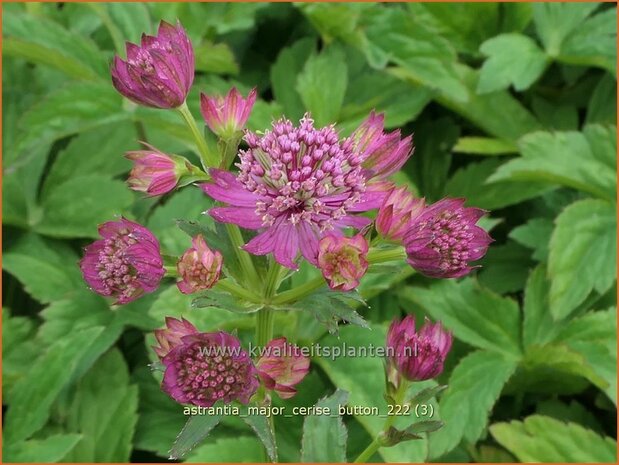 Astrantia major 'Cerise Button' | Zeeuws knoopje, Groot sterrenscherm | Große Sterndolde | Greater Masterwort