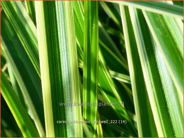 Carex oshimensis 'Goldwell' | Zegge | Buntlaubige Segge | Weeping Sedge