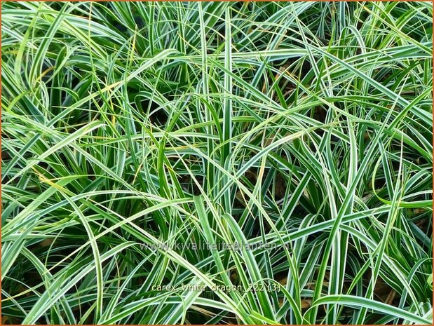 Carex 'White Dragon' | Zegge | Segge | Sedge