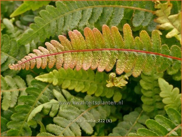 Doodia media | Raspvaren | Raspelfarn | Common Rasp Fern