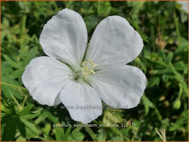 Geranium sanguineum 'Snowflake' | Bermooievaarsbek, Ooievaarsbek, Tuingeranium, Geranium | Blut-Storchschnabel | Bloo