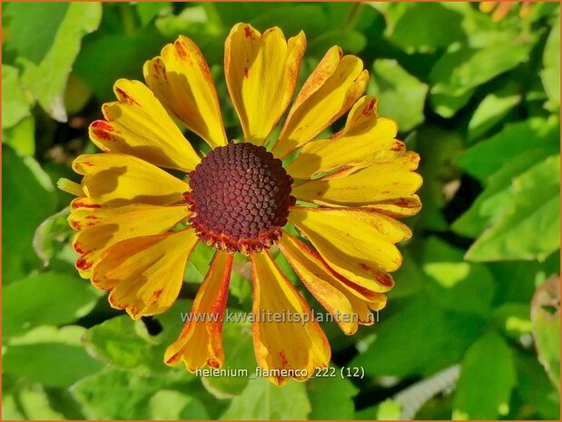 Helenium 'Flamenco' | Zonnekruid | Sonnenbraut | Helen's Flower