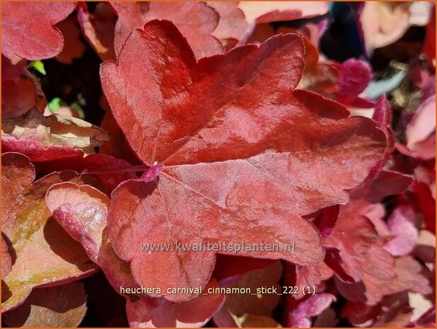 Heuchera 'Carnival Cinnamon Stick' | Purperklokje | Purpurglöckchen | Coral Bells