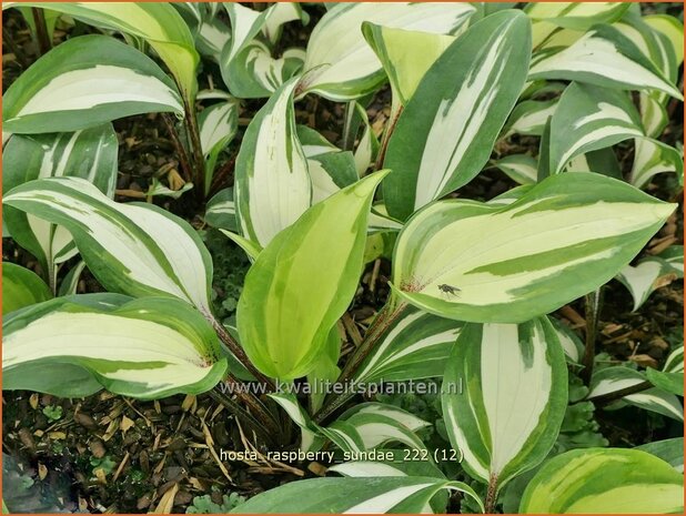 Hosta 'Raspberry Sundae' | Hosta, Hartlelie, Funkia | Funkie | Hosta