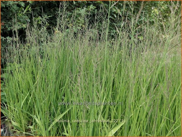 Molinia caerulea 'Jahreslauf' | Pijpenstrootje | Kleines Pfeifengras | Purple Moorgrass