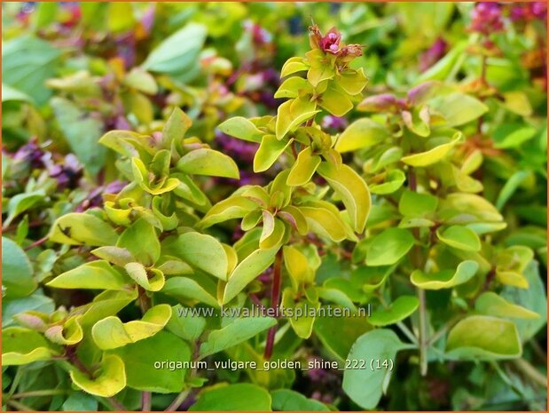 Origanum vulgare 'Golden Shine' | Wilde marjolein, Oregano, Marjolein, Majoraan | Gelbblättriger Heidegünsel | Wild