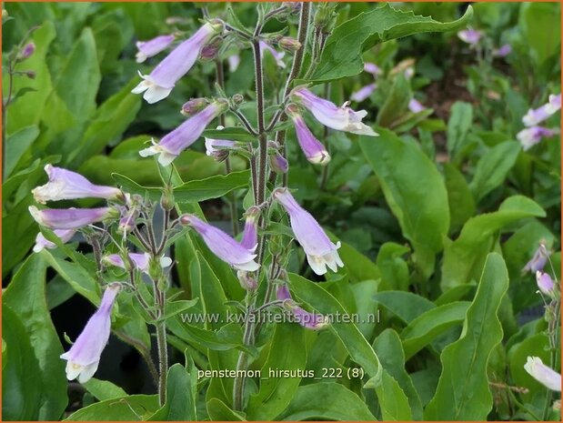 Penstemon hirsutus | Slangenkop, Schildpadbloem | Rauhaariger Bartfaden | Hairy Beardtongue