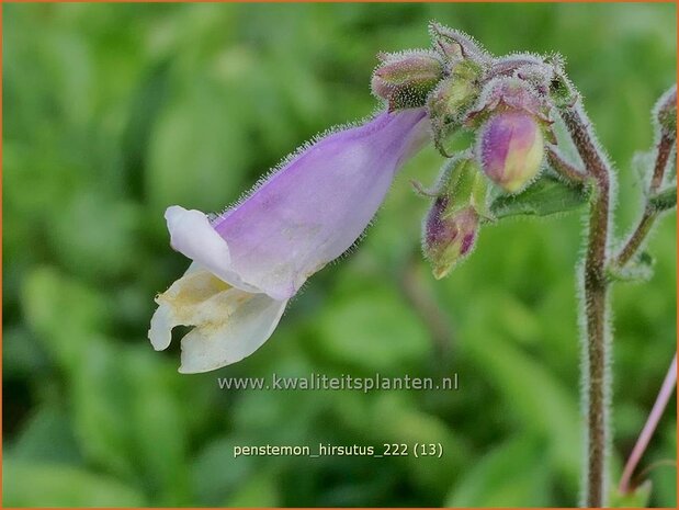 Penstemon hirsutus | Slangenkop, Schildpadbloem | Rauhaariger Bartfaden | Hairy Beardtongue