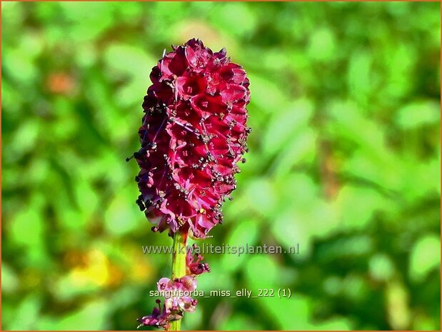 Sanguisorba 'Miss Elly' | Pimpernel, Sorbenkruid | Wiesenknopf | Burnet