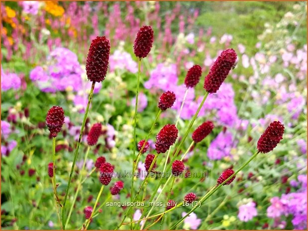 Sanguisorba 'Miss Elly' | Pimpernel, Sorbenkruid | Wiesenknopf | Burnet