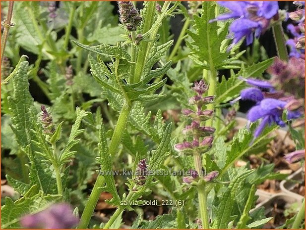 Salvia 'Poldi' | Salie, Salvia | Salbei | Sage