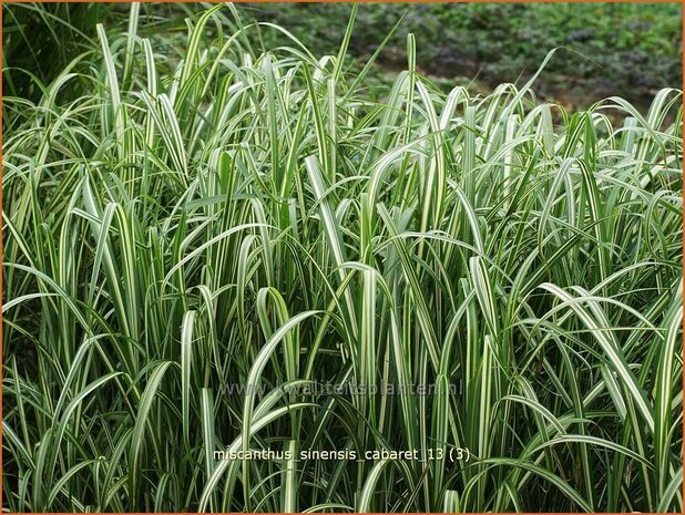 Miscanthus sinensis 'Cabaret' | Chinees prachtriet, Chinees riet, Japans sierriet, Sierriet | Chinaschilf | Eulalia g