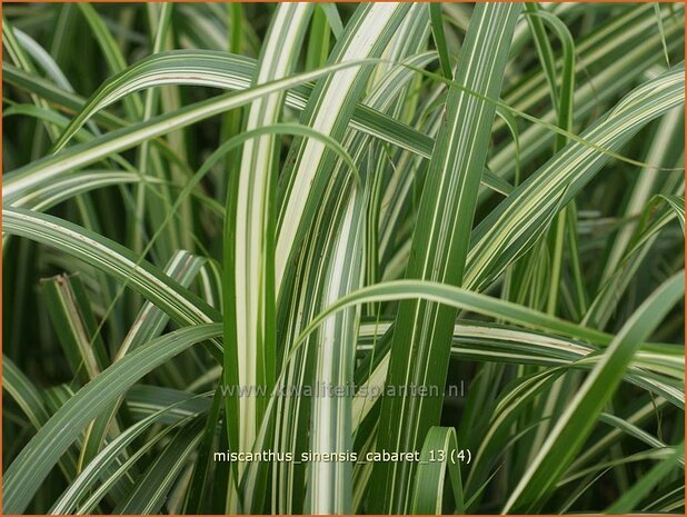 Miscanthus sinensis 'Cabaret' | Chinees prachtriet, Chinees riet, Japans sierriet, Sierriet | Chinaschilf | Eulalia g