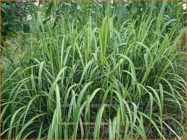 Miscanthus sinensis 'Cabaret' | Chinees prachtriet, Chinees riet, Japans sierriet, Sierriet | Chinaschilf | Eulalia g