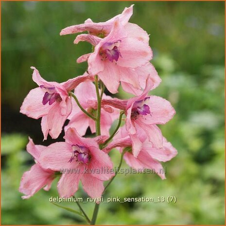 Delphinium ruysii 'Pink Sensation' | Ridderspoor | Ruys-Rittersporn | Larkspur