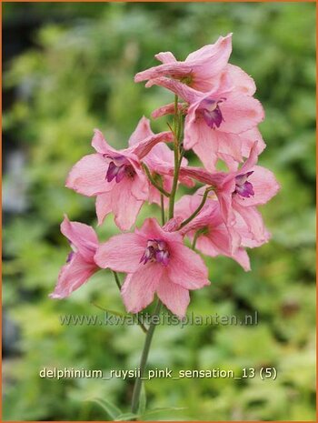 Delphinium ruysii 'Pink Sensation' | Ridderspoor | Ruys-Rittersporn | Larkspur