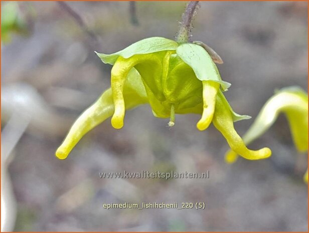 Epimedium lishihchenii | Elfenbloem | Elfenblume | Barrenwort