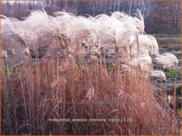 Miscanthus sinensis 'Dronning Ingrid' | Chinees prachtriet, Chinees riet, Japans sierriet, Sierriet | Chinaschilf | E