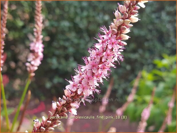 Persicaria amplexicaulis 'Fine Pink' | Doorgroeide duizendknoop, Adderwortel, Duizendknoop | Kerzenknöterich | Mount