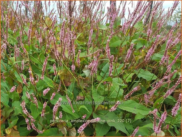 Persicaria amplexicaulis 'Fine Pink' | Doorgroeide duizendknoop, Adderwortel, Duizendknoop | Kerzenknöterich | Mount