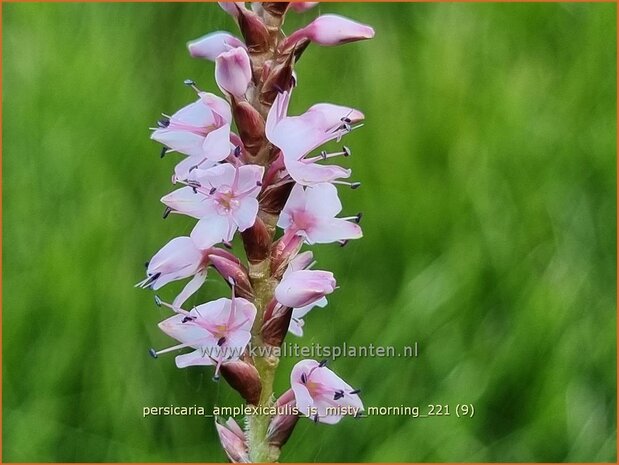 Persicaria amplexicaulis 'JS Misty Morning' | Doorgroeide duizendknoop, Adderwortel, Duizendknoop | Kerzenknöterich 