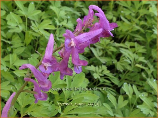 Corydalis buschii | Helmbloem | Lerchensporn | Corydalis