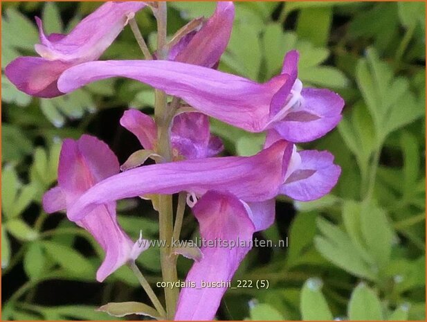 Corydalis buschii | Helmbloem | Lerchensporn | Corydalis