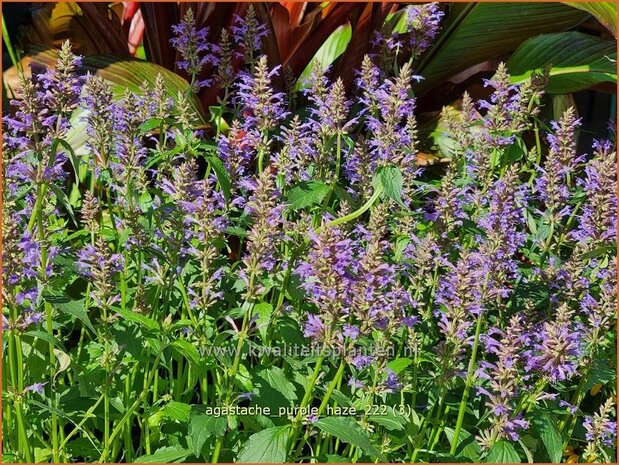 Agastache 'Purple Haze' | Dropplant, Anijsnetel | Duftnessel | Giant Hyssop