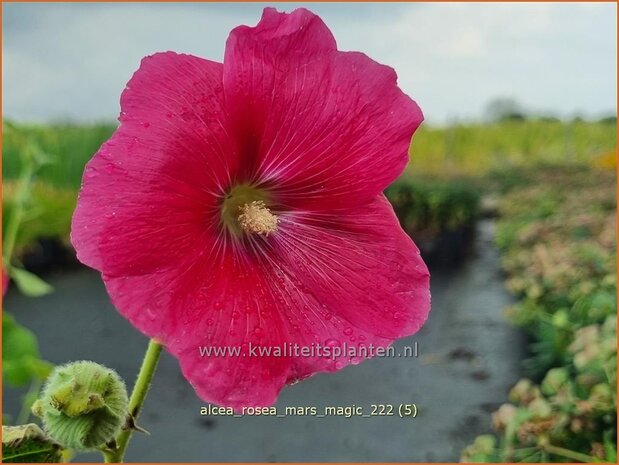 Alcea rosea 'Mars Magic' | Stokroos | Orientalische Stockrose | Common Hollyhock