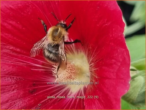 Alcea rosea 'Mars Magic' | Stokroos | Orientalische Stockrose | Common Hollyhock