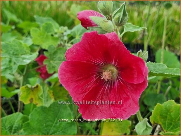 Alcea rosea 'Mars Magic' | Stokroos | Orientalische Stockrose | Common Hollyhock