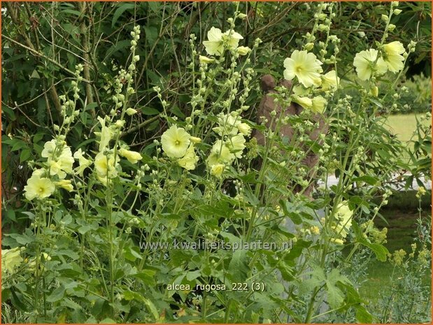 Alcea rugosa | Stokroos | Runzelige Stockrose | Russian Hollyhock