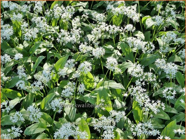 Allium ursinum | Daslook, Berenlook, Look | Bärenlauch | Wild Garlic