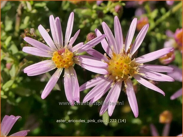 Aster ericoides 'Pink Cloud' | Heideaster, Sluieraster, Aster | Heide-Aster | Heath Aster