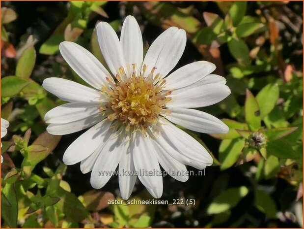 Aster 'Schneekissen' | Aster | Aster | Aster