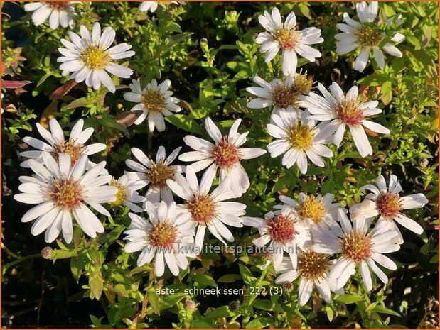 Aster 'Schneekissen' | Aster | Aster | Aster