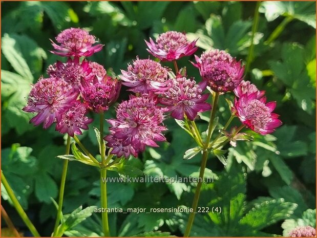 Astrantia major 'Rosensinfonie' | Zeeuws knoopje, Groot sterrenscherm | Große Sterndolde | Greater Masterwort