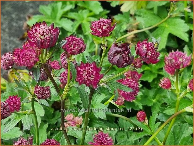 Astrantia major 'Sparkling Stars Red' | Zeeuws knoopje, Groot sterrenscherm | Große Sterndolde | Greater Masterwort