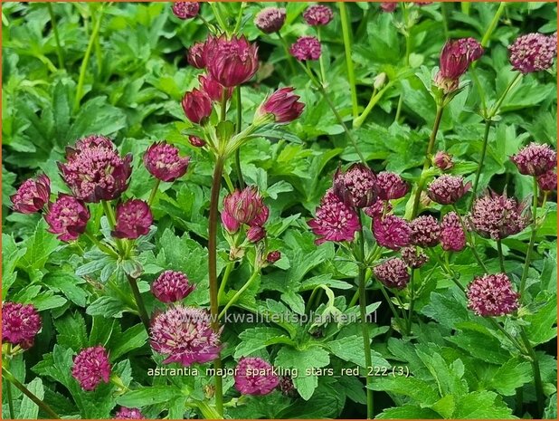 Astrantia major 'Sparkling Stars Red' | Zeeuws knoopje, Groot sterrenscherm | Große Sterndolde | Greater Masterwort