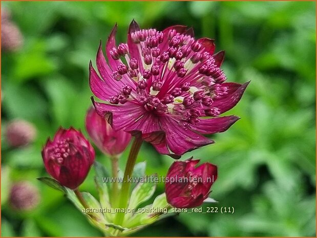 Astrantia major 'Sparkling Stars Red' | Zeeuws knoopje, Groot sterrenscherm | Große Sterndolde | Greater Masterwort