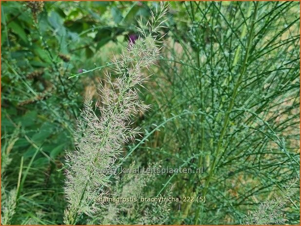 Calamagrostis brachytricha | Diamantgras, Struisriet | Diamant-Reitgras | Diamond Grass