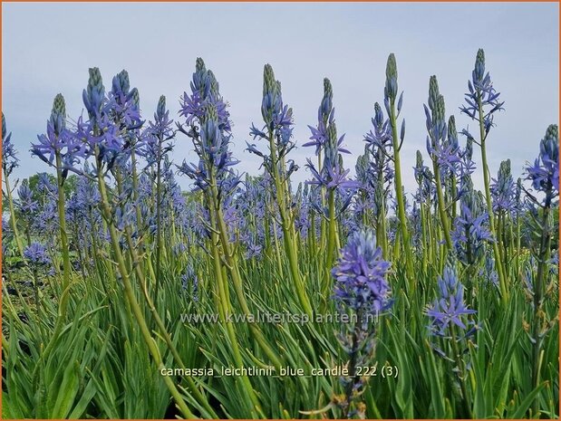 Camassia leichtlinii 'Blue Candle' | Prairielelie, Indianenlelie | Leichtlins Prärielilie | Indian Lily